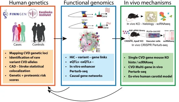 ATHENA workflow: human genetics, functional genomics and in vivo mechanisms